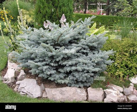 Picea Pungens - Colorado Fichte